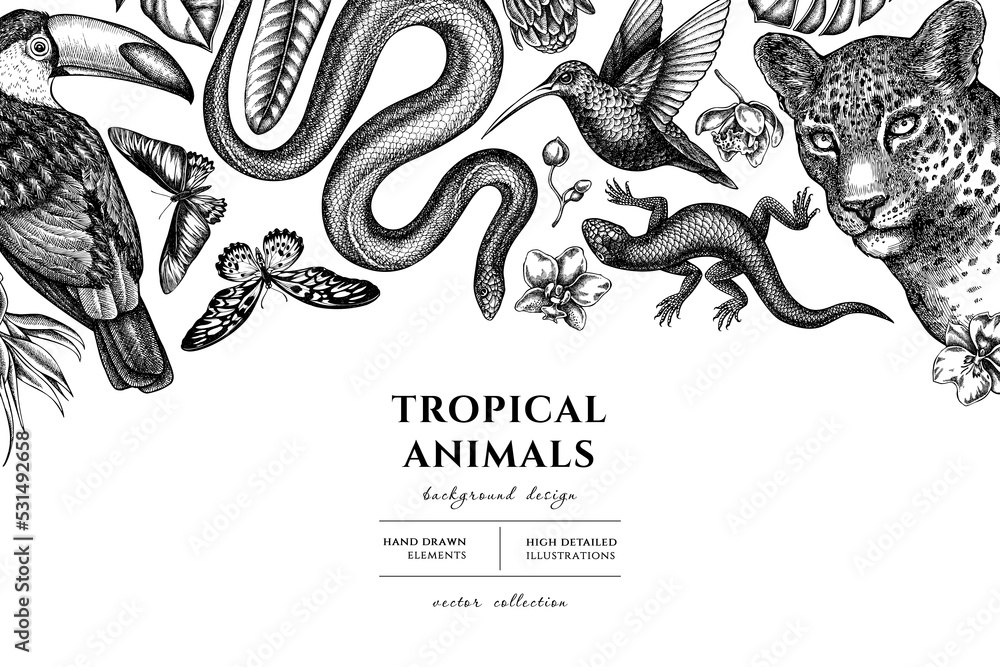 Fototapeta premium Tropical animals hand drawn illustration design. Background with sketch leopard, snake, lizard, hummingbird, toucan, rajah brooke s birdwing, african giant swallowtail, monstera, strelitzia, protea