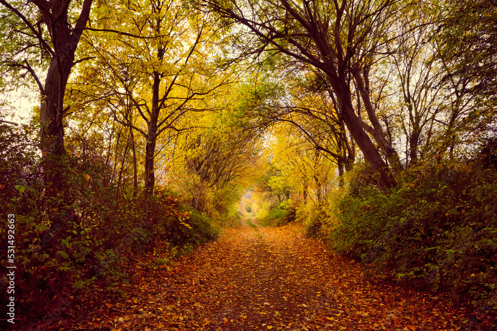 Naklejka premium Autumn forest scenery with road of fall leaves warm light illumining the gold foliage. Footpath in scene autumn forest nature. Germany.