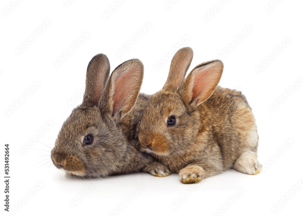 Two brown rabbits. Two brown rabbits.