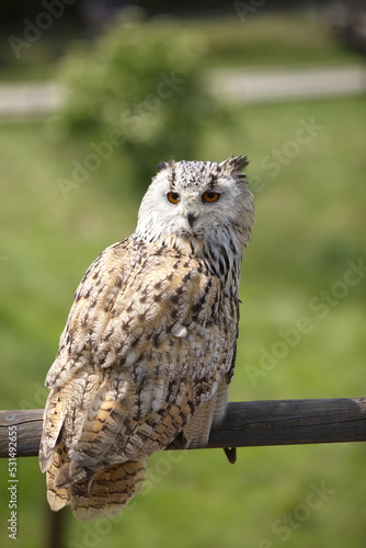 Tierpark Eule Vogel