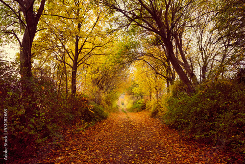 Autumn forest scenery with road of fall leaves warm light illumining the gold foliage. Footpath in scene autumn forest nature. Germany.