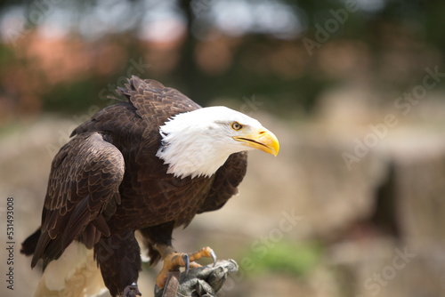 Adler Greifvogel Sababurg