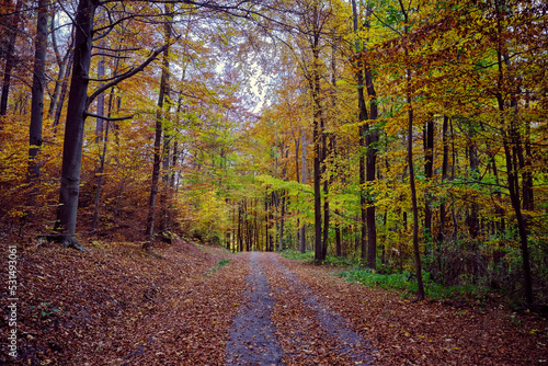 Autumn forest scenery with road of fall leaves warm light illumining the gold foliage. Footpath in scene autumn forest nature. Germany.