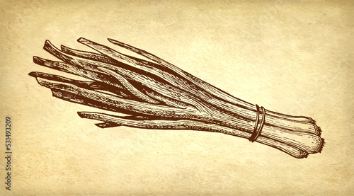 Green onion ink drawing.