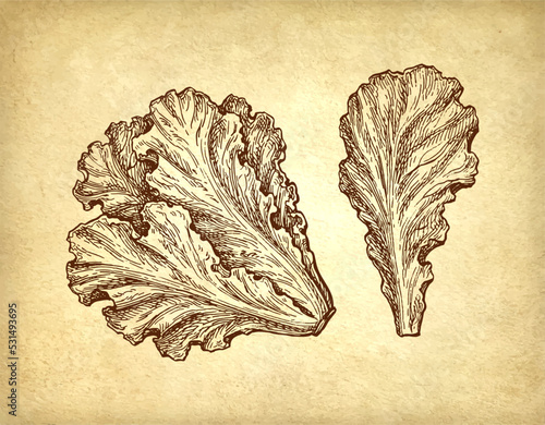 Ink drawing of lettuce.