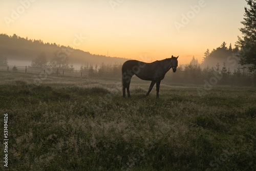 Horse in courtyard during the sunrise in Stockholm Sweden. High quality photo © Micke