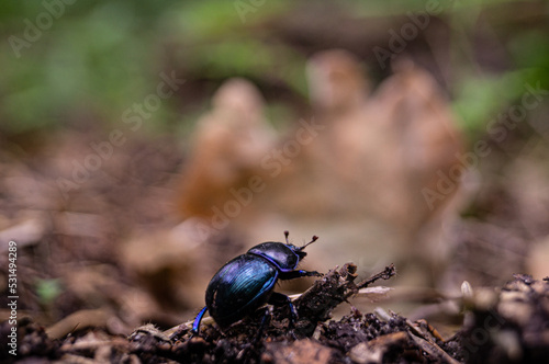 stag beetle on a tree