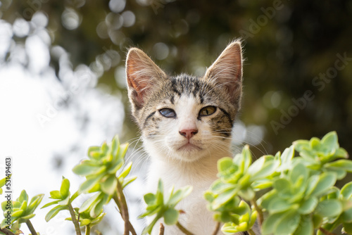 portrait of a kitten with an eye disease hide in green grass.