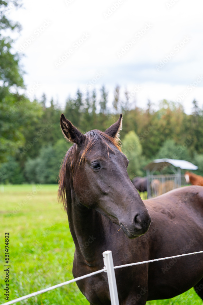 Naklejka premium horses in their pasture eating