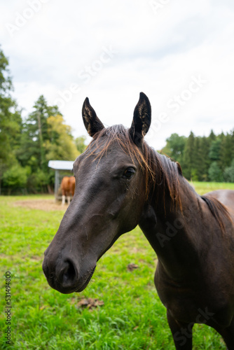 Fototapeta Naklejka Na Ścianę i Meble -  horses in their pasture eating