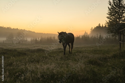 Horse in courtyard during the sunrise in Stockholm Sweden. High quality photo