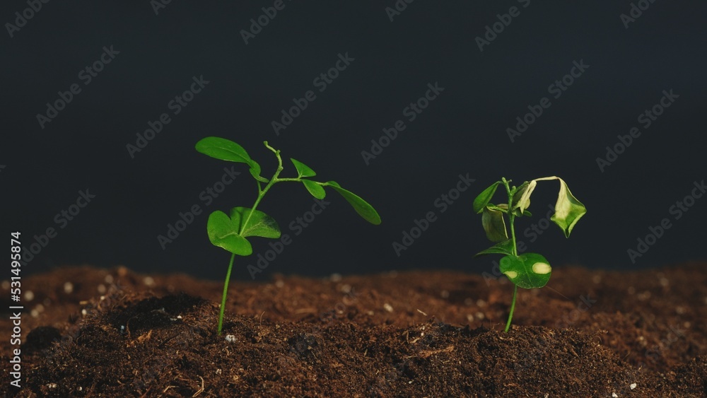 Fototapeta premium Vertical video. Plant cultivation. Nature fragility. Green seedlings with lush and fading leaves growing in fertile soil on dark background.