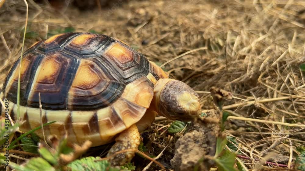 4K Close up pet small turtle eating. Small turtle in natural. Macro turtle. High quality 4k footage 4K Close up pet small turtle eating. Small turtle in natural. Macro turtle. High quality 4k footage