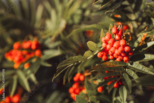 Autumn rowan berries on branch. Rowan berries sour but rich vitamin C. Red berries and leaves on branch close up. Blurred background. Selective focus.