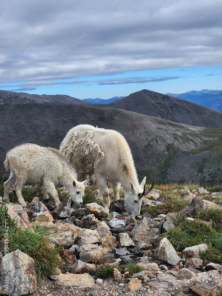 Fototapeta premium View of mountain goats from Quandary Peak, White River National Forest, Colorado