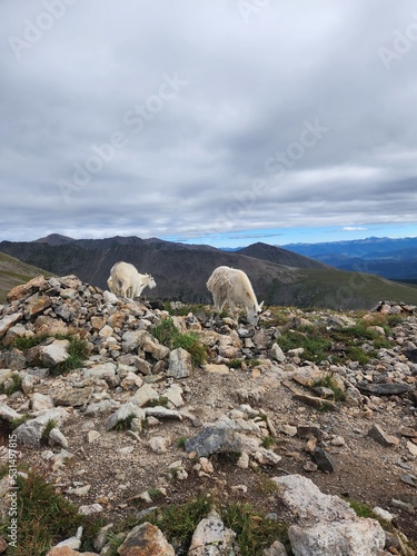View of mountain goats from Quandary Peak, White River National Forest, Colorado