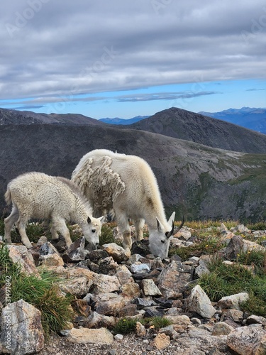 View of mountain goats from Quandary Peak  White River National Forest  Colorado