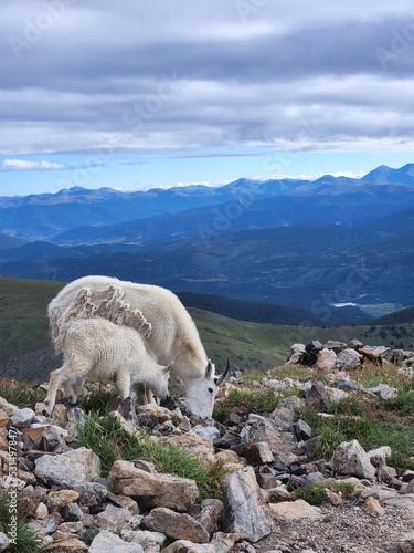 View of mountain goats from Quandary Peak, White River National Forest, Colorado