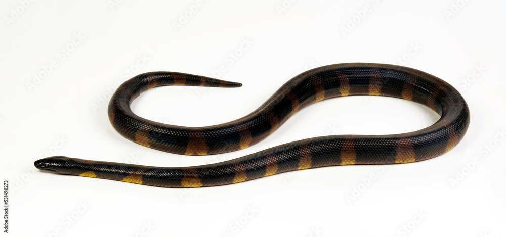 Naklejka premium Bismarck ringed python // Bismarck-Ringpython (Bothrochilus boa)