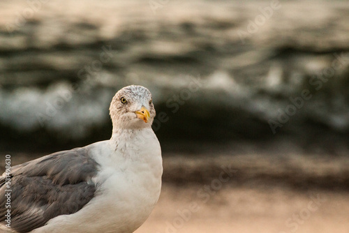 seagul