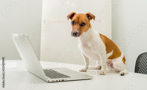 dog with laptop on office desk