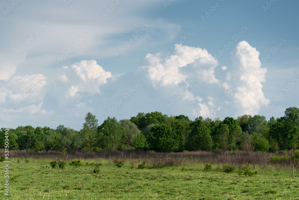 Pasture near forest and big bright cumulonimbus cloud in sky, rural landscape in spring