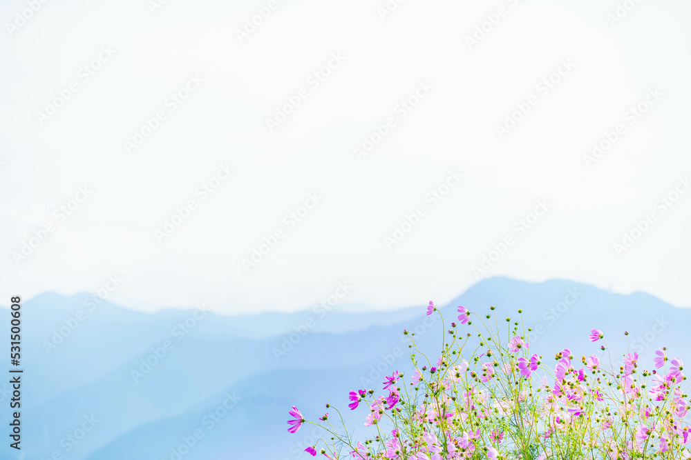 Fototapeta premium 山並みとコスモス