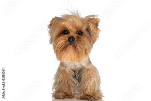 beautiful little yorkie dog standing in front of white background in studio © Viorel Sima