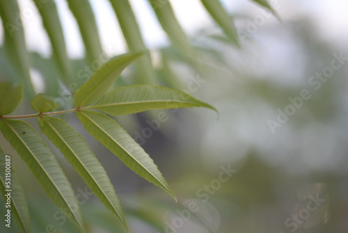 Green holly branches of sumac virginiana  green branches close-up of Acetic tree against the blue sky  background texture of leaves symmetrical  silhouette