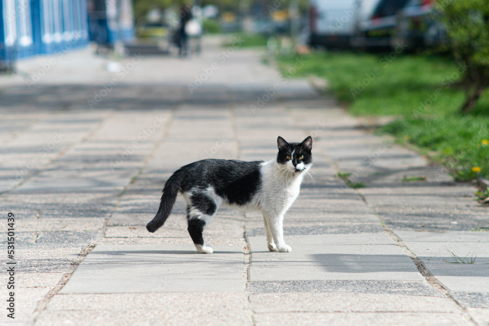 Street Cat