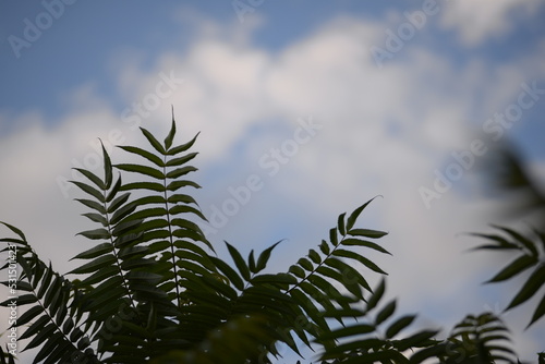 Green holly branches of sumac virginiana  green branches close-up of Acetic tree against the blue sky  background texture of leaves symmetrical  silhouette