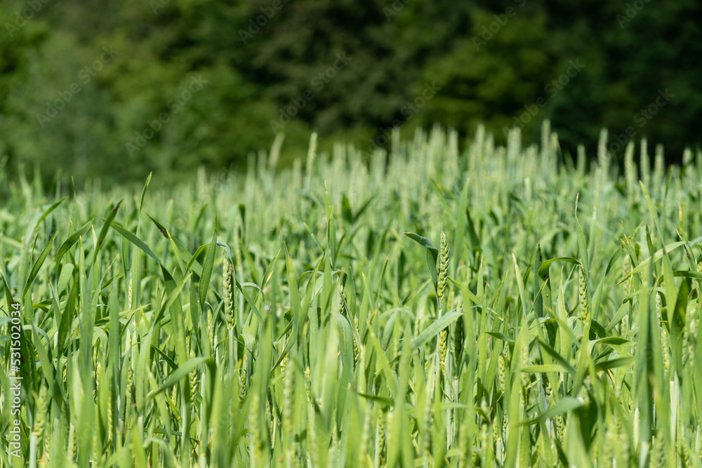Unripe wheat field in spring close up, planted field Unripe wheat field in spring close up, planted field
