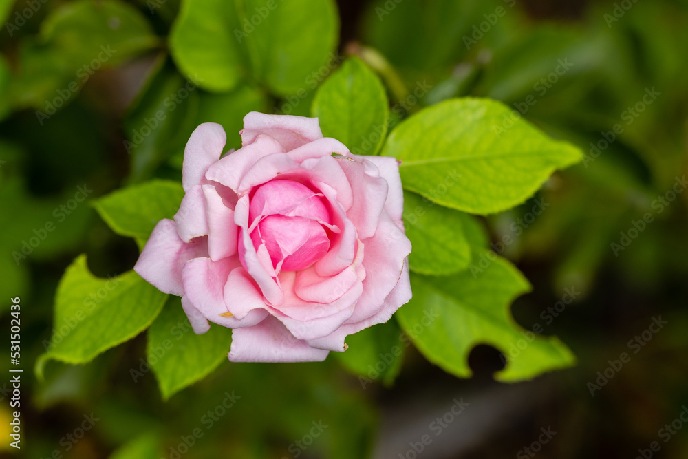 Rose Imperatrice Eugenie, rose grown in a garden still in bloom in the month of September Rose Imperatrice Eugenie, rose grown in a garden still in bloom in the month of September