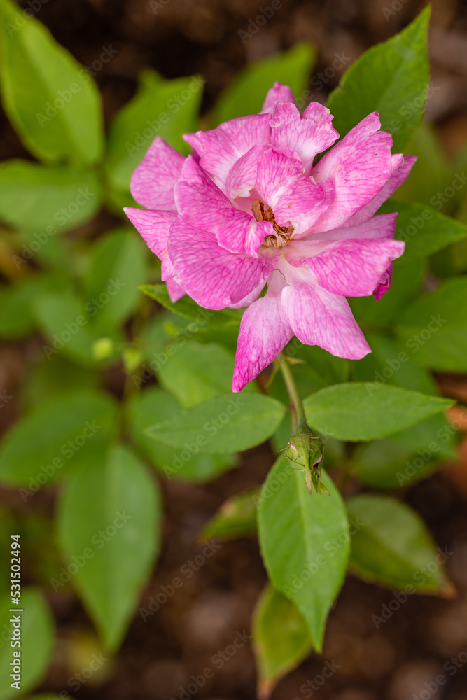 Rose Rival Paestum, rose grown in a garden still in bloom in the month of September Rose Rival Paestum, rose grown in a garden still in bloom in the month of September