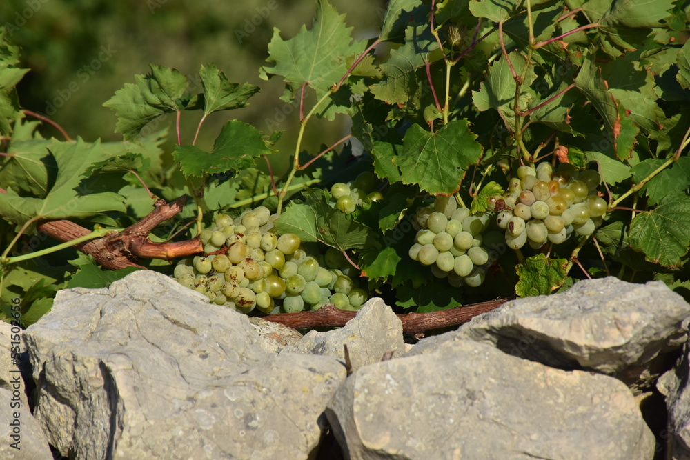Wild green grapes growing beside sea - rocks in front Wild green grapes growing beside sea - rocks in front