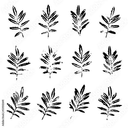 Marigold leaves black prints isolated on white. Ink stamps of foliage imprints set. Handmade plant design elements for fabric decor, wrapping paper or any other background. EPS8 vector illustration