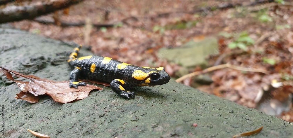 Salamandra plamista, Salamandra salamandra