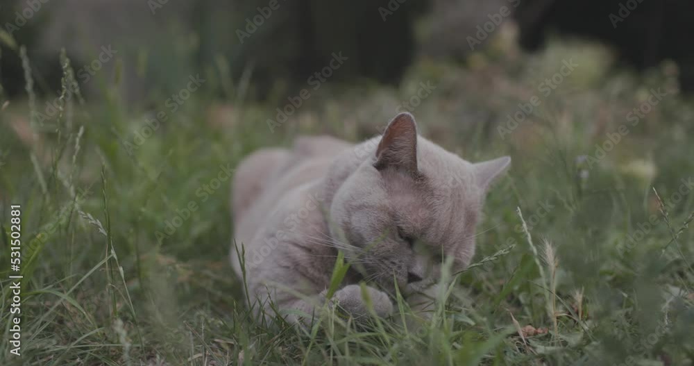 Scottish cat in backyard garden. Scottish cat walking outdoor Scottish cat in backyard garden. Scottish cat walking outdoor