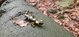 Salamandra plamista, Salamandra salamandra