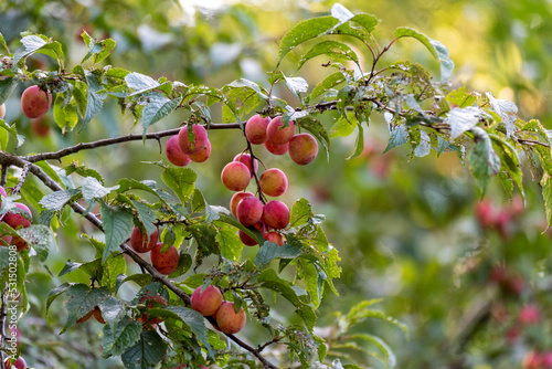 American Plum Tree Fruit In Early September In Wisconsin