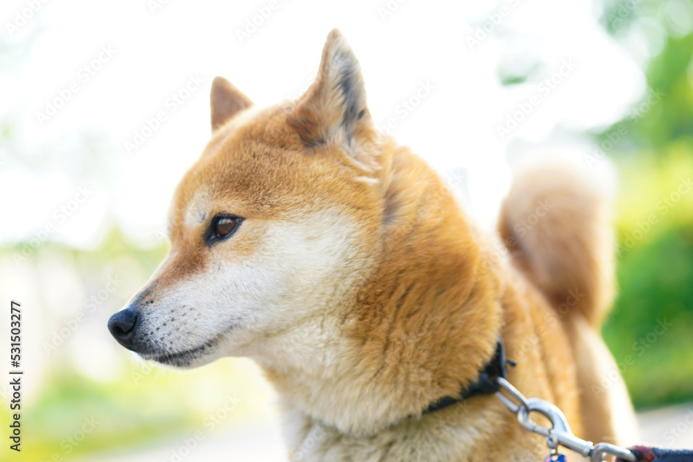 柴犬＿日本犬