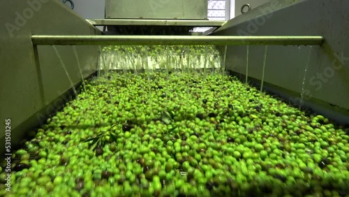 Washing olives in the olive mill. Washing the olives in the olive mill before the start of their processing for olive oil production photo