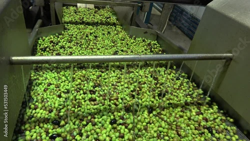 Washing the olives in the olive mill before the start of their processing for olive oil production