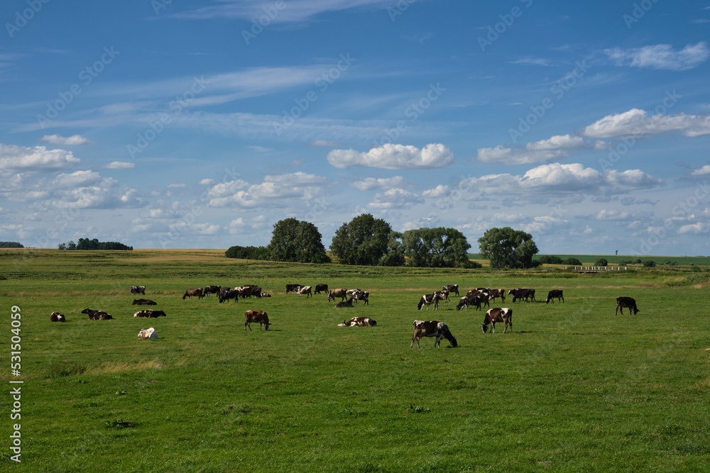 A herd of grazing cows in a meadow in summer. A herd of grazing cows in a meadow in summer.