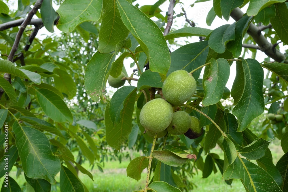 Unripe green walnuts on the tree in the garden