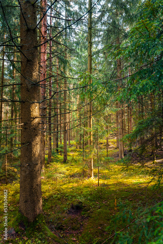 Wald © Lars