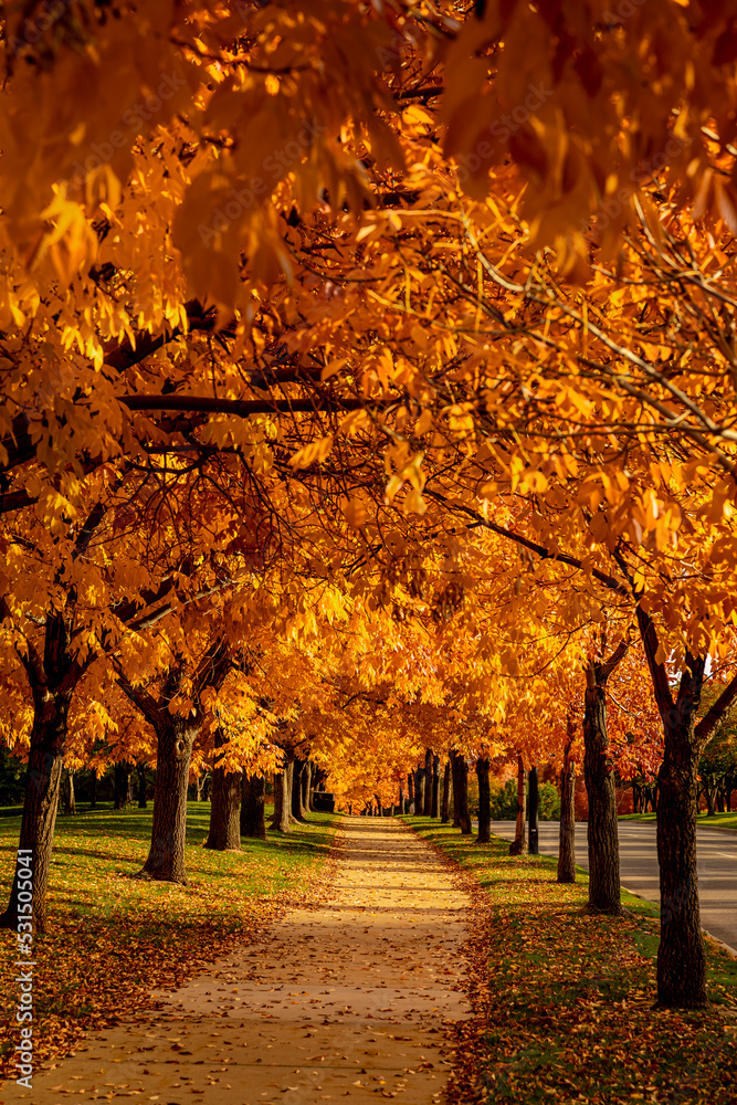 Naklejka premium Peak Fall Color in south Denver Colorado urban park