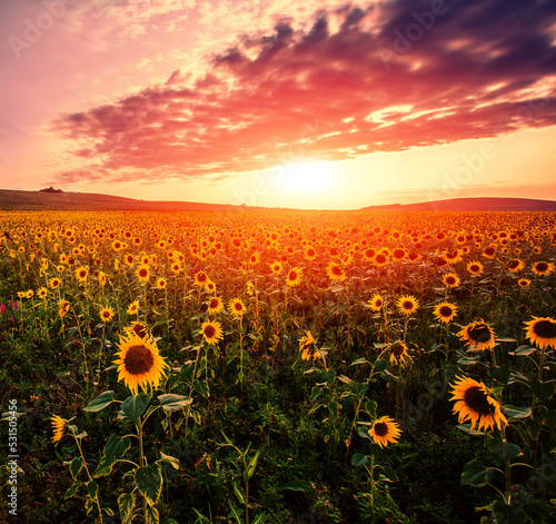 summer blooming sunflowers on the fields of France, Provence region, Europe...exclusive - this image is sold only on Adobe Stock