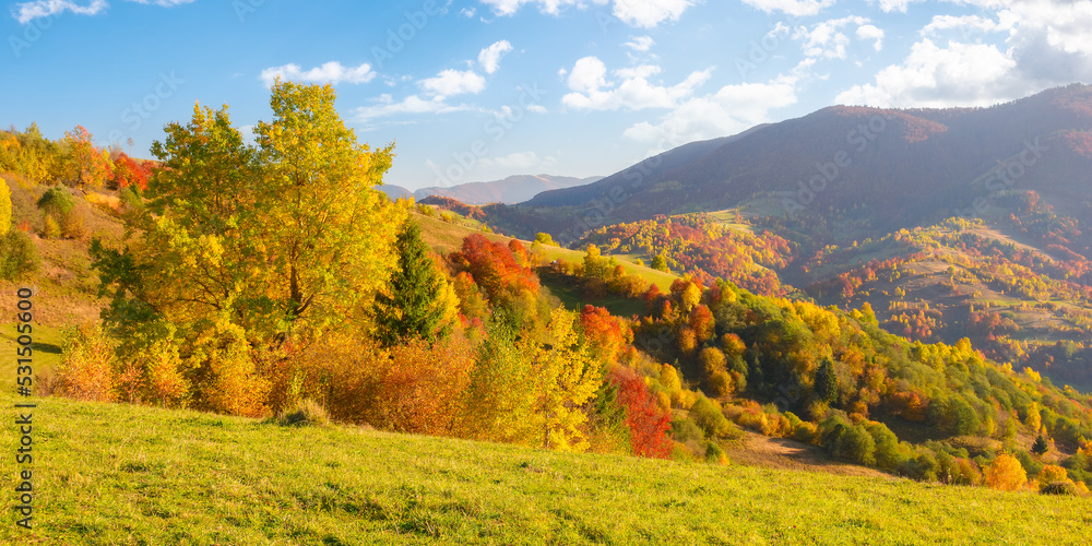 mixed forest on a slope of a hill in autumn. mountainous rural landscape on a sunny evening. carpathians, ukraine. beauty in nature concept