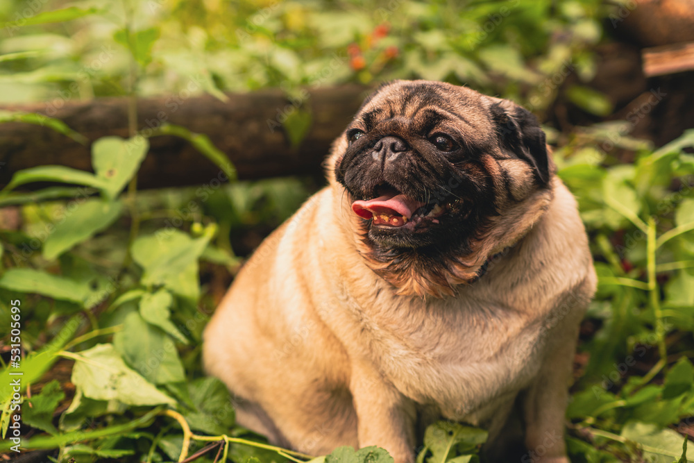 Pug dog with an open mouth and his tongue sticking out.and sitting in the grass of the forest on a sunny day.